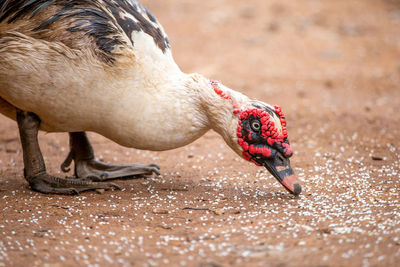 Close-up of bird eating