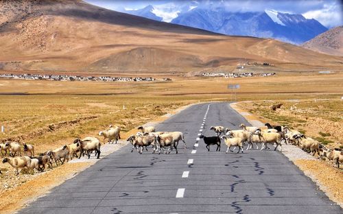 Flock of sheep crossing road