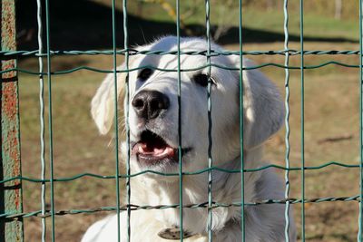 Close-up of dog in cage at zoo