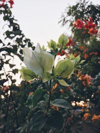 Close-up of flowers growing on tree