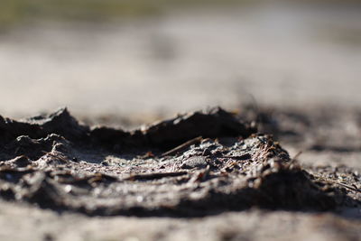 Close-up of damaged tree on field