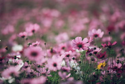 Close-up of pink cosmos flowers on field