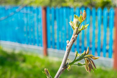 Close-up of flowering plant