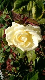 Close-up of yellow rose blooming outdoors