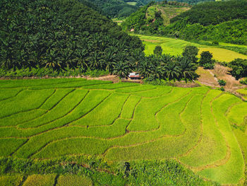 Scenic view of agricultural field