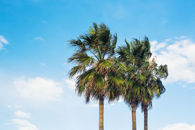 Low angle view of coconut palm tree against sky