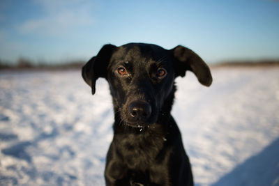 Portrait of black dog in winter