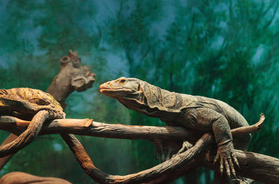 Close-up of lizard in zoo