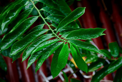 Water drops on green leaf on a rainy day