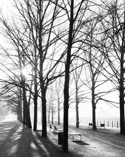 Bare trees in city during winter