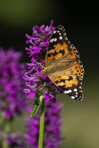 Close-up of butterfly pollinating on purple flower