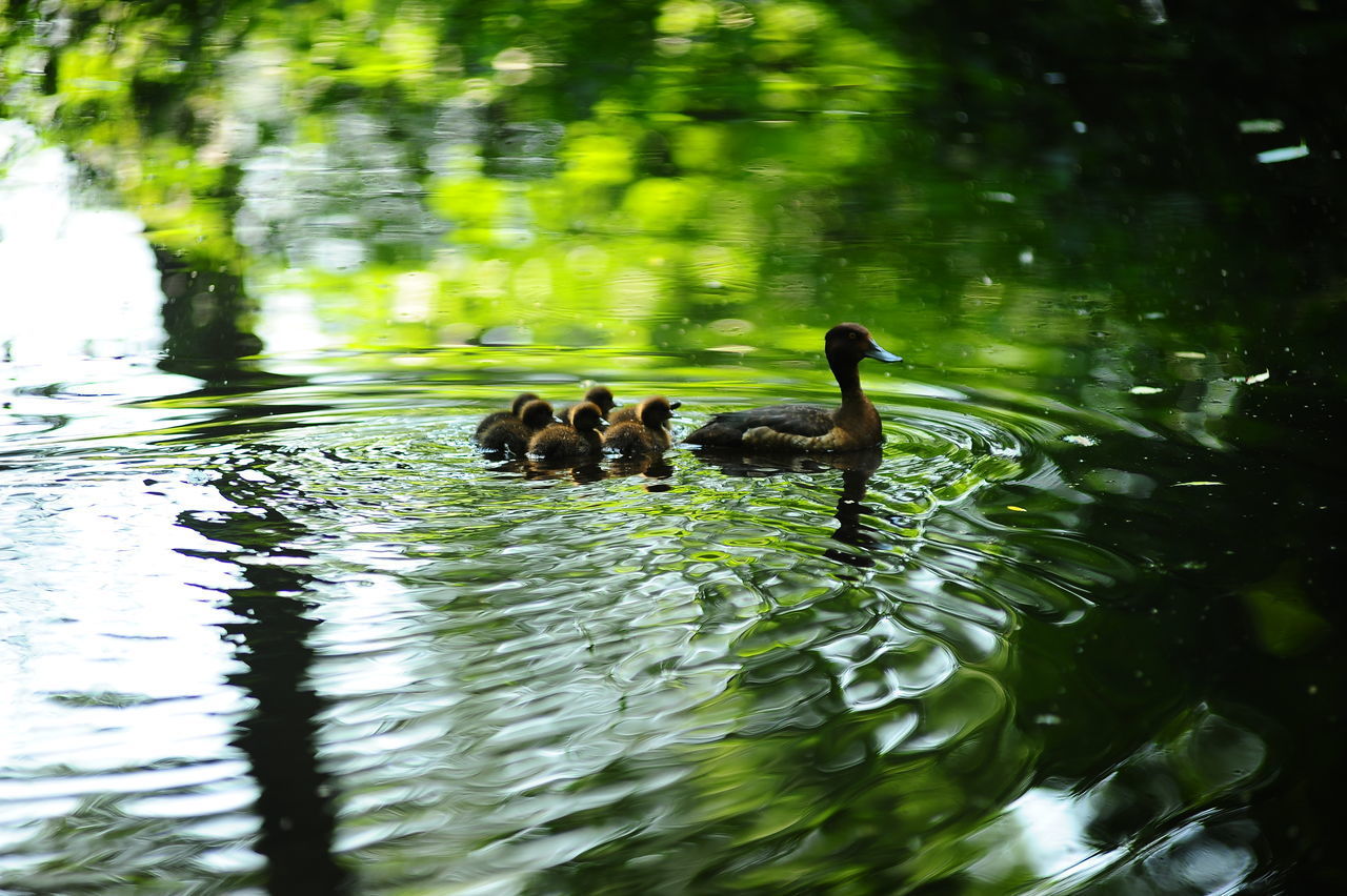 DUCKS SWIMMING IN A LAKE