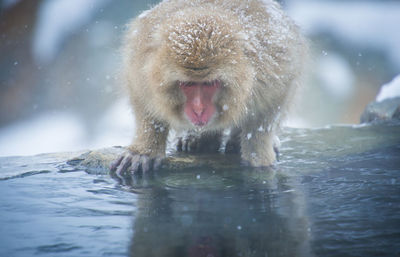 Snow monkey in a hot spring, nagano, japan.