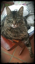 Portrait of cat resting on tiled floor