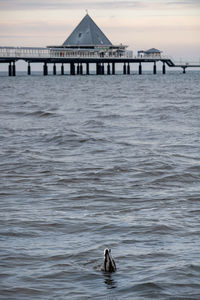 View of birds on sea against sky