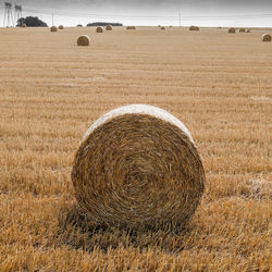 Hay bales on field