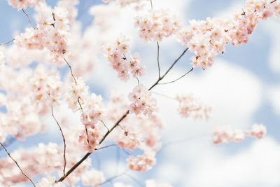 Close-up of pink cherry blossoms