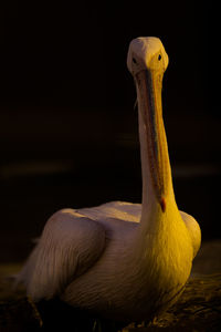 Portrait of pelican on lake during sunset