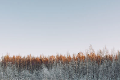 Trees on field against clear sky during winter