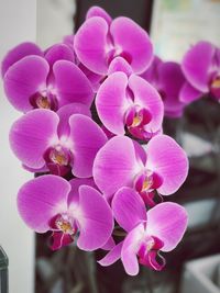 Close-up of pink flowers