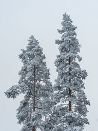 Snow covered trees in finland.
