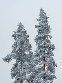 Low angle view of snow covered tree against sky