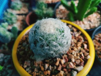 Close-up of succulent plant