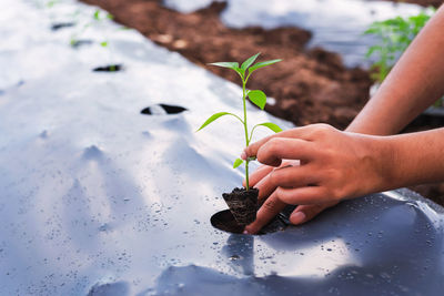 Cropped hand of person watering plants