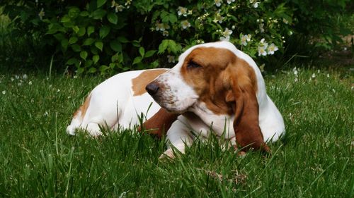 Close-up of dog relaxing on field