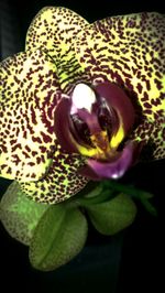 Close-up of flowers