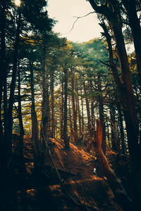 Scenic view of forest against sky