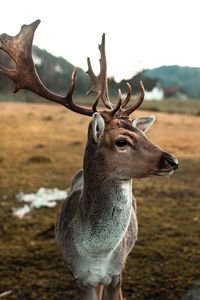 Deer looking away while standing on field