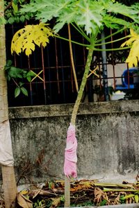 Clothes hanging on wall in yard