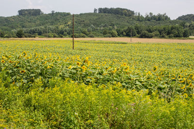 Yellow flowers growing on field