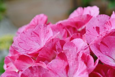 Close-up of pink flowers blooming outdoors