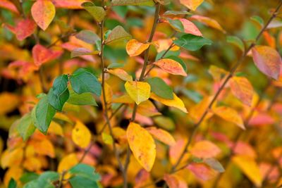 Close-up of yellow leaves during autumn