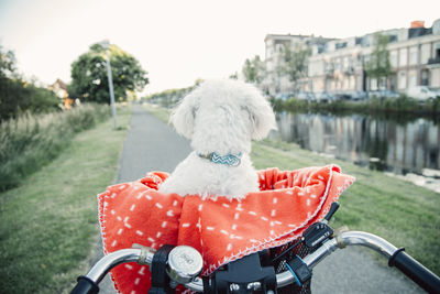 Dog with bicycle on grass