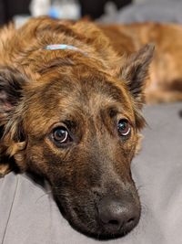 Close-up portrait of a dog