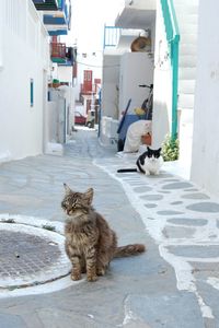 Cat sitting outside building