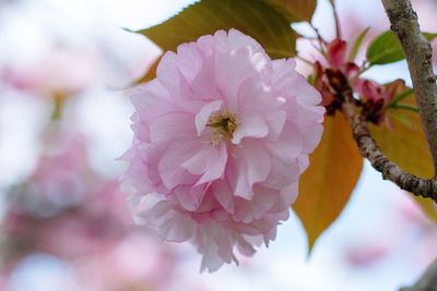 Close-up of pink cherry blossoms
