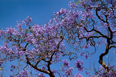 Low angle view of cherry blossoms against sky