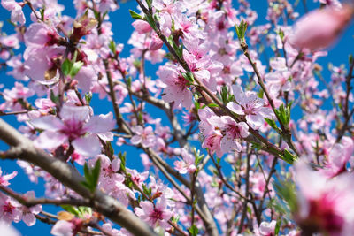 Low angle view of cherry blossom