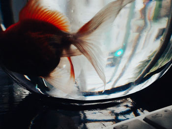 Close-up of bird drinking water