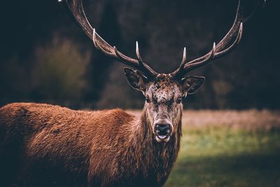 Close-up portrait of deer