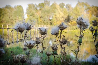 Close-up of flowers blooming in field