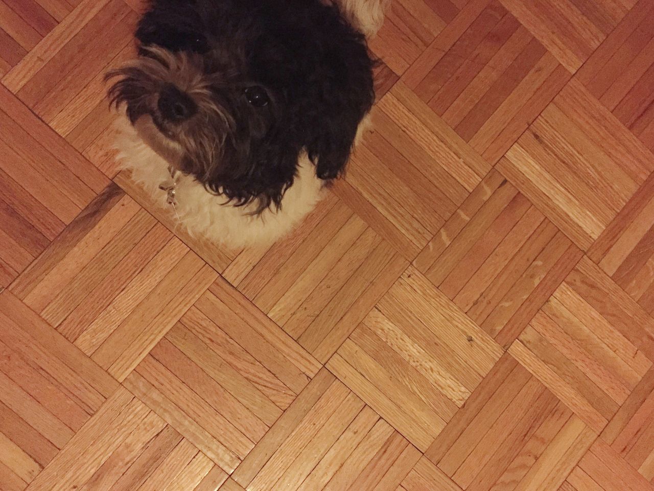 pets, domestic animals, animal themes, one animal, indoors, high angle view, mammal, dog, hardwood floor, wood - material, flooring, relaxation, wooden, domestic cat, floor, tiled floor, no people, sitting, brown, cat