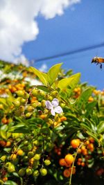 Close-up of flowers against blue sky