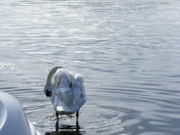 Swan at lakeshore