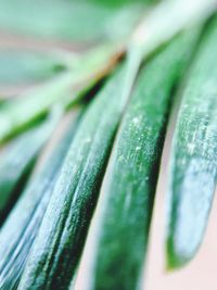 Close-up of wet leaf