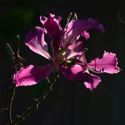 Close-up of pink flowers against black background